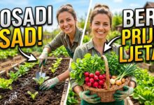 Koje povrće posijati sada za berbu prije ljeta?