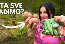 Šta Sve Sadimo u MAJU?